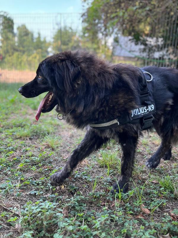 ULISSE TENERO CAGNOLINO Foto 2